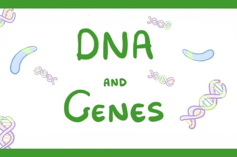 GCSE Biology – DNA Part 1 – Genes and the Genome